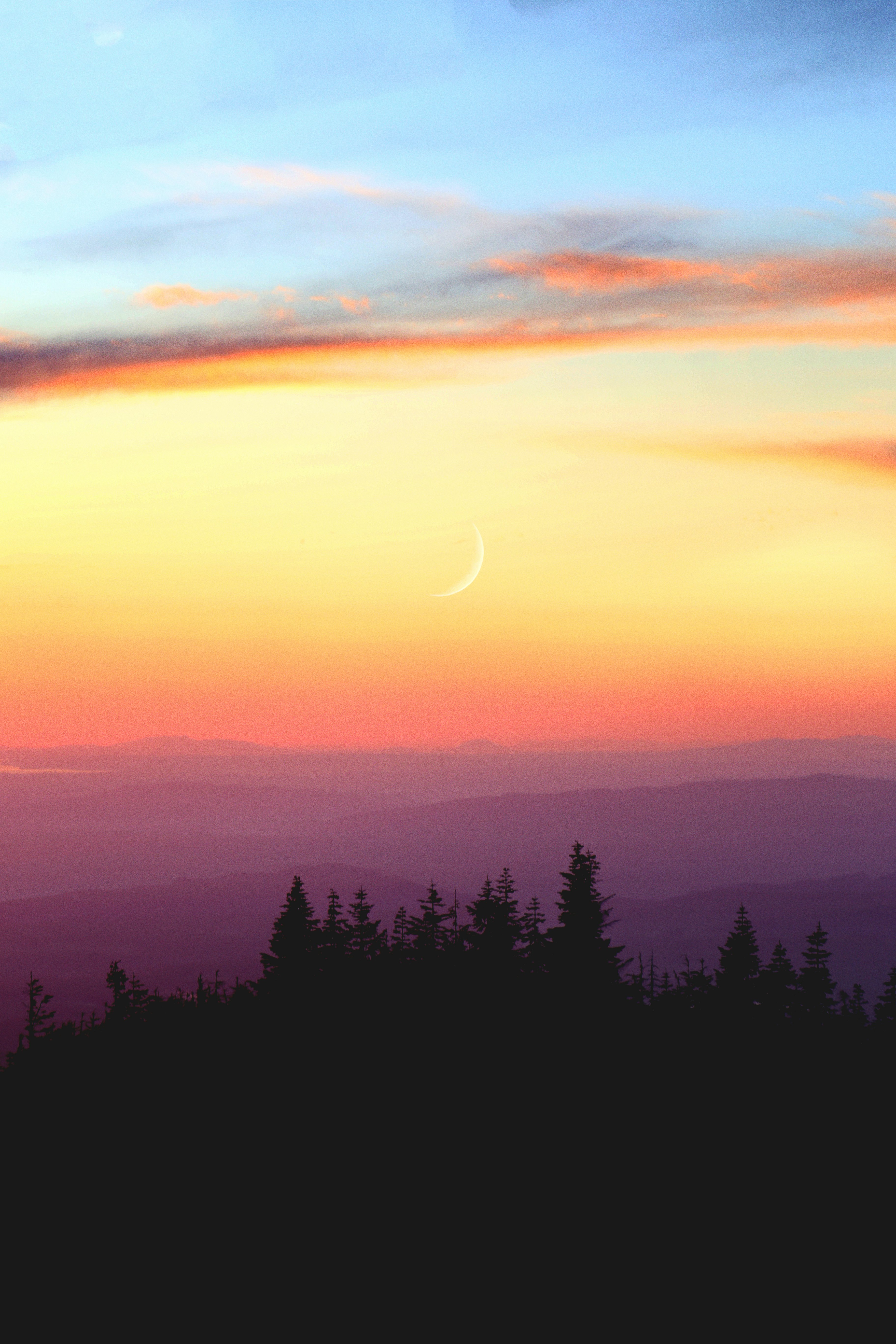 silhouette trees during sunse